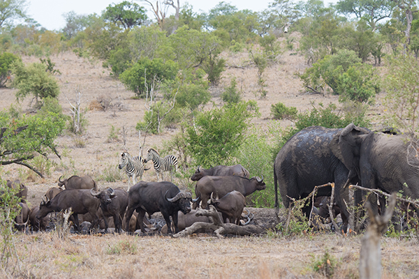 Buffelshoek Camp Gallery 22
