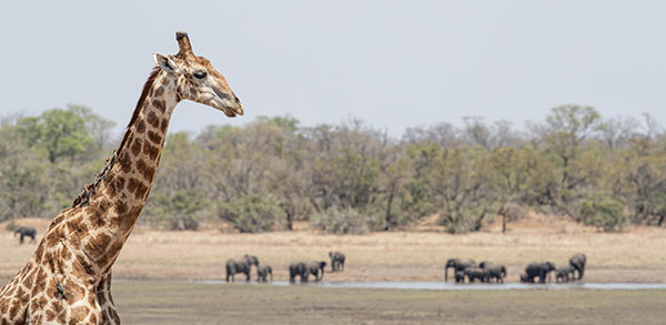 Buffelshoek Game Drive 1