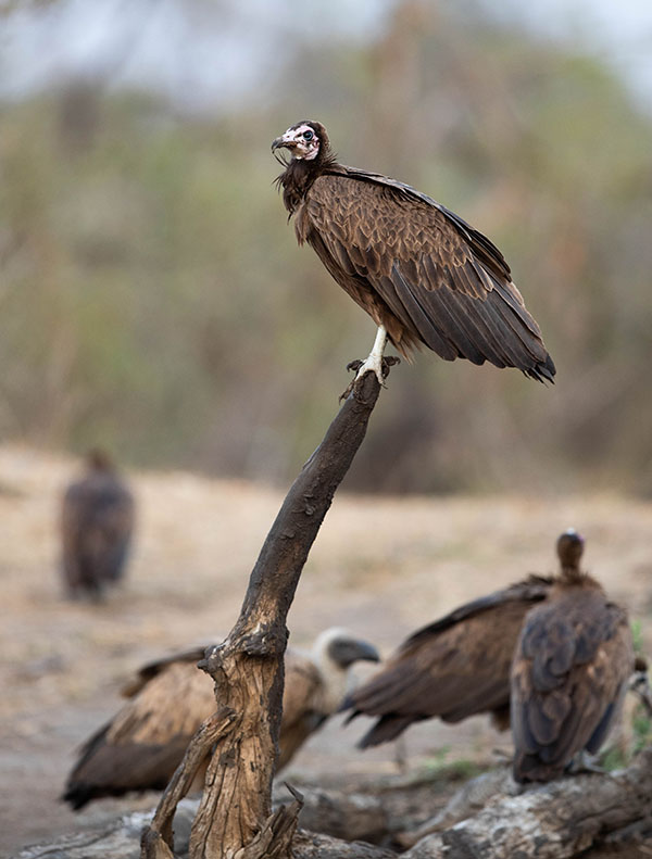 Buffelshoek-Game-Drive-12