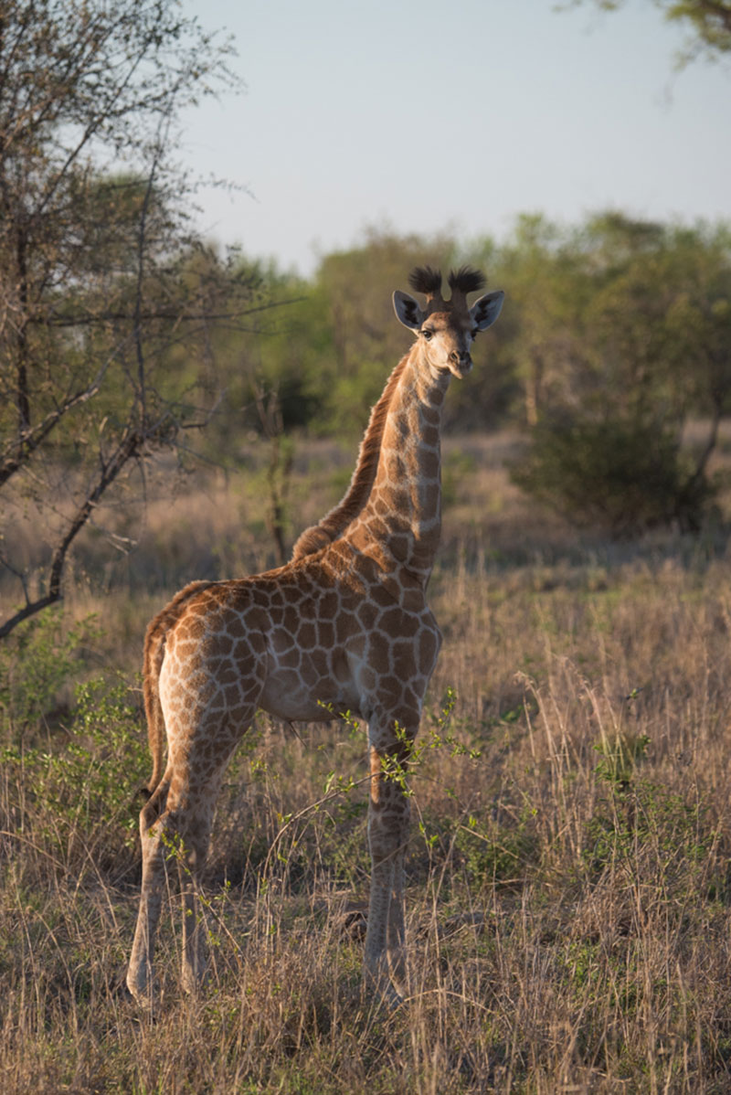 Buffelshoek-Game-Drive-1
