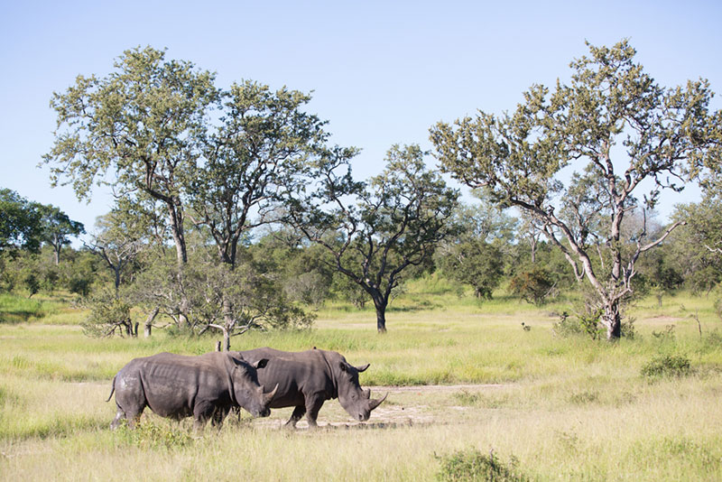 Buffelshoek Game Drive 17