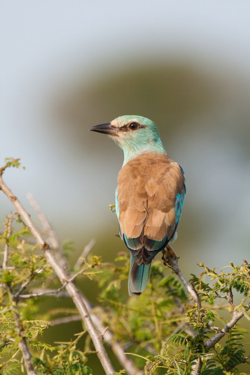 Buffelshoek-Game-Drive-18
