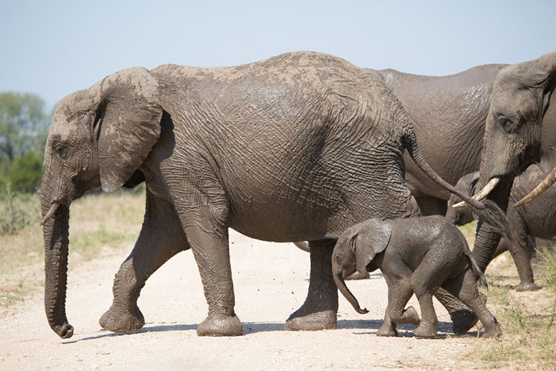 Buffelshoek-Game-Drive-21