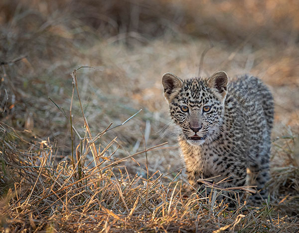 Buffelshoek Game Drive 6