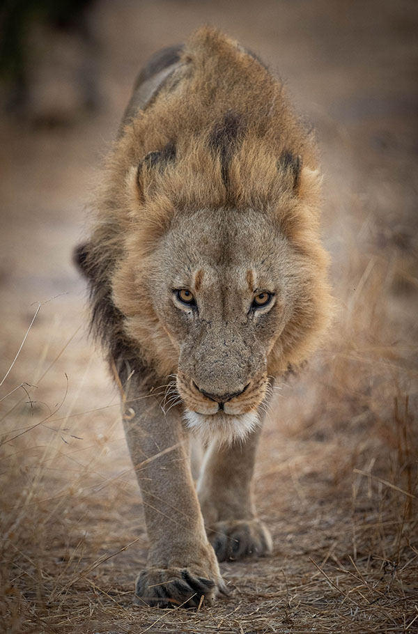 Buffelshoek-Game-Drive-7