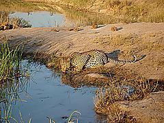 Cheeta