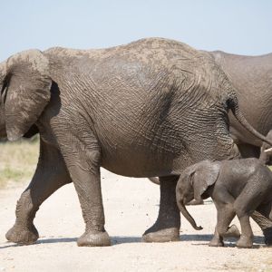 Ndzhaka Game Drive Gallery