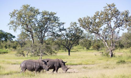 Buffelshoek Game Drive 17