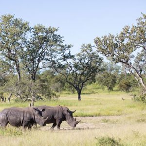 Ndzhaka Game Drive Gallery 18