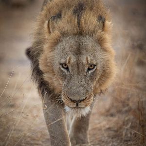 Ndzhaka Game Drive Gallery 7
