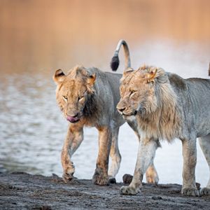Ndzhaka Game Drive Gallery 11