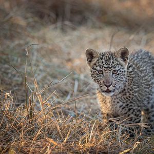 Ndzhaka Game Drive Gallery 6
