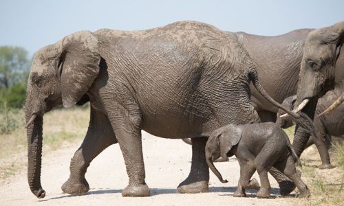 Buffelshoek Game Drive 21