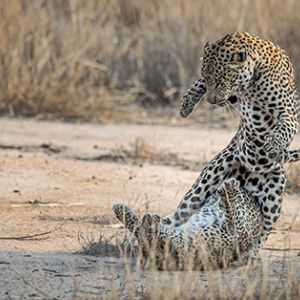 Ndzhaka Game Drive Gallery 4
