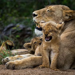 Ndzhaka Game Drive Gallery 15