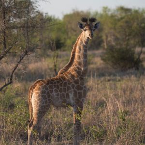 Ndzhaka Game Drive Gallery 17