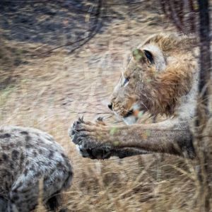 Ndzhaka Game Drive Gallery 3