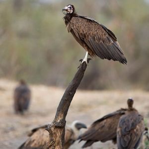 Ndzhaka Game Drive Gallery 12