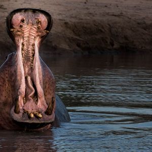 Ndzhaka Game Drive Gallery 12