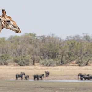 Ndzhaka Game Drive Gallery 1